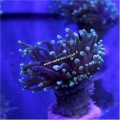 GREEN TORCH            CORAL